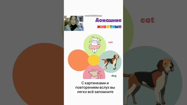 УЧИМ ДОМАШНИХ ЖИВОТНЫХ НА АНГЛИЙСКОМ