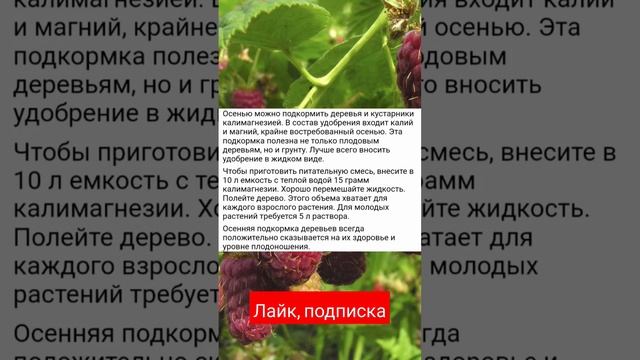 Всего 1 элементарный прием осенью и весной земля будет как пух, без сорняков и фитофторы