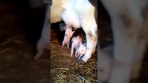 Поросята сосут корову