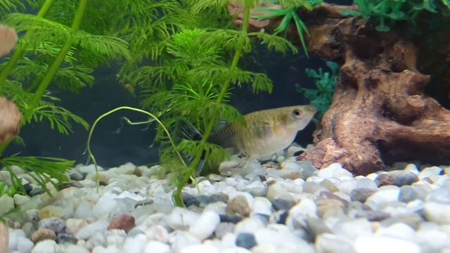 гуппи рожает