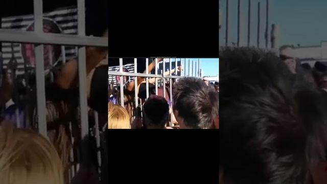 смешное видео. одна минута позитива и смеха. смотреть онлайн