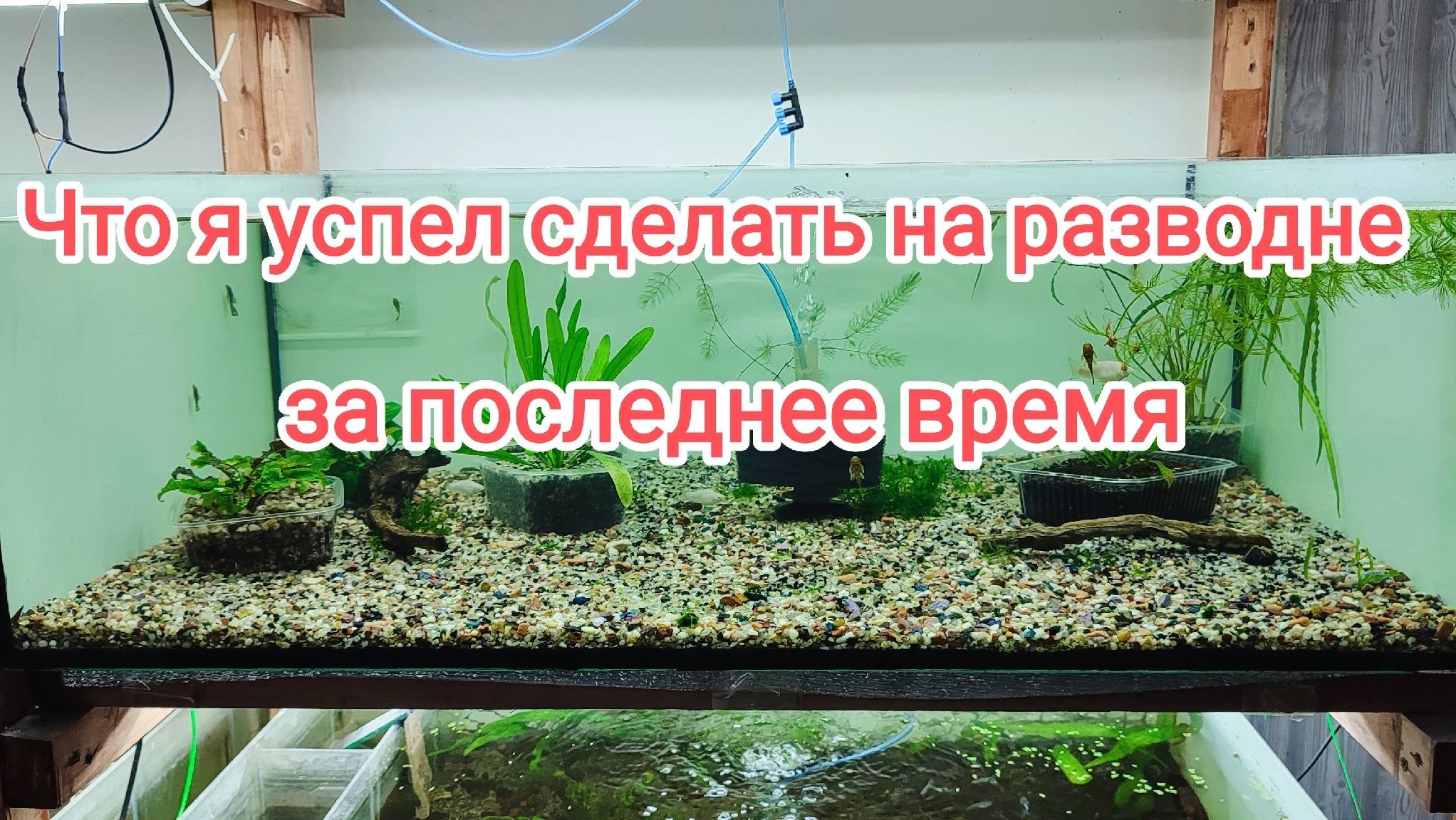 Разводня аквариумных рыбок и креветок в квартире. Обзор стеллажей и того что я успел сделать? смотреть онлайн