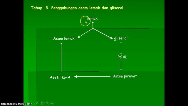 Video 14 Anabolisme 5 Lemak dan Protein смотреть онлайн