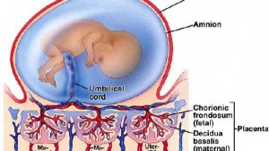 Сазонов С.В. 51. Плацента, плодная часть