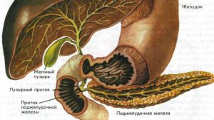Сазонов С.В. 36. Поджелудочная железа
