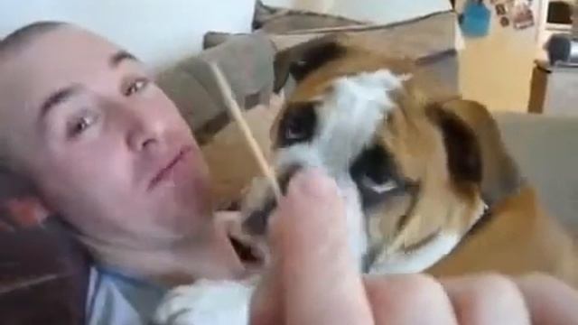 Английский бульдог Целует смотреть онлайн