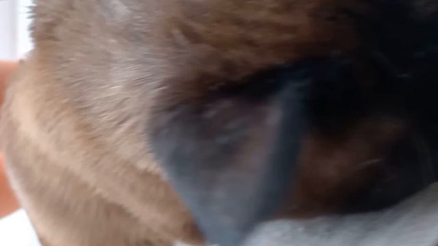 Тайский кот любит тепло. Thai cat loves warmth. смотреть онлайн