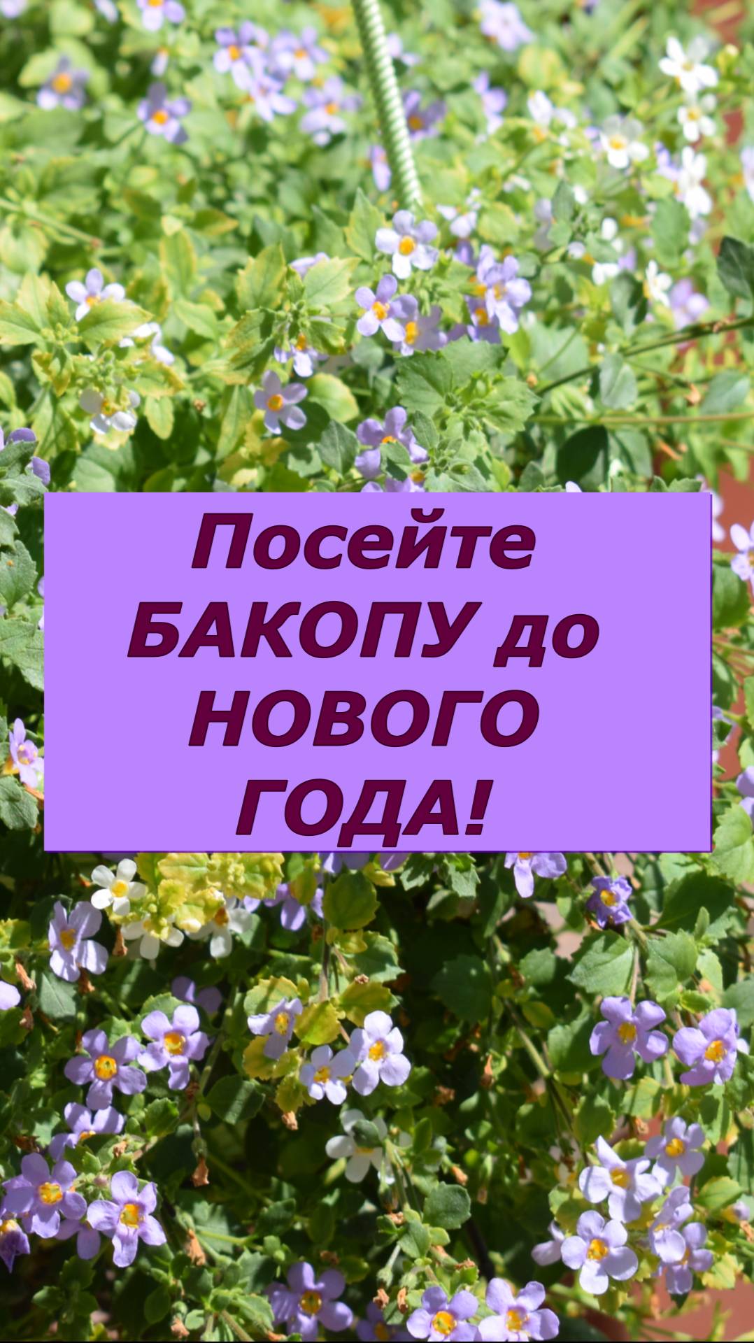 Бакопа. Выращивание цветка Бакопа для нового сезона смотреть онлайн