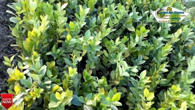 SeedLess Lemon Plants In My Nursery. Apple Ber Nursery.Contect/Whatsapp No.08514981670 смотреть онлайн