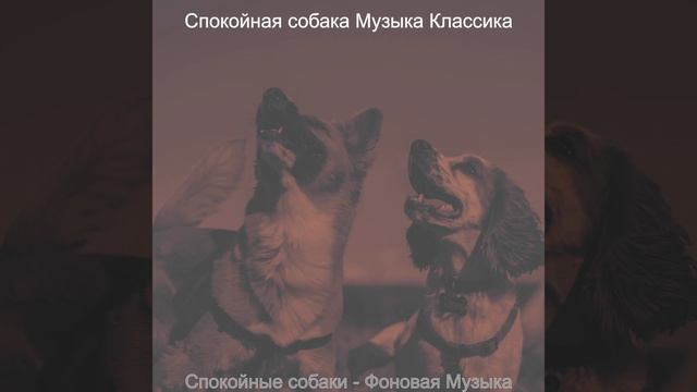 Чувство (Собаки) смотреть онлайн