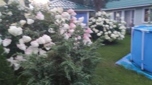 Вечер в саду. Ленинградская  область.