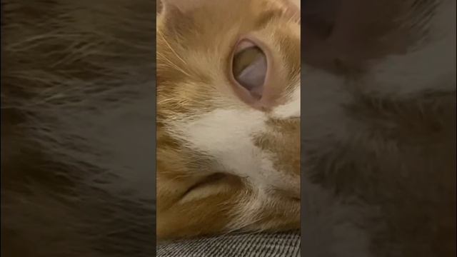 СЛАБОНЕРВНЫМ НЕ СМОТРЕТЬ 🛑 ✋🏻 ПРОБУЖДЕНИЕ КОТИКА #cat #домашниеживотные #коты