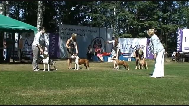 Амстафф_ЛС_ЛПП.wmv смотреть онлайн