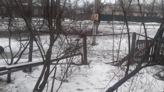 Бездомные собаки... Пришли ждут кормления...