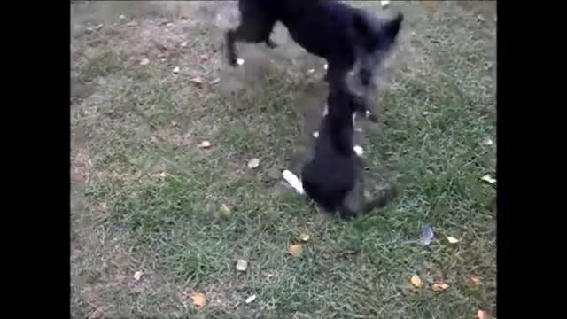 Собака и кот играют ! смотреть онлайн