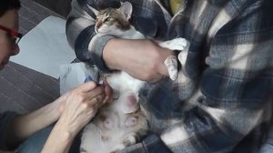 Мастит у кошки, отсасываем молоко