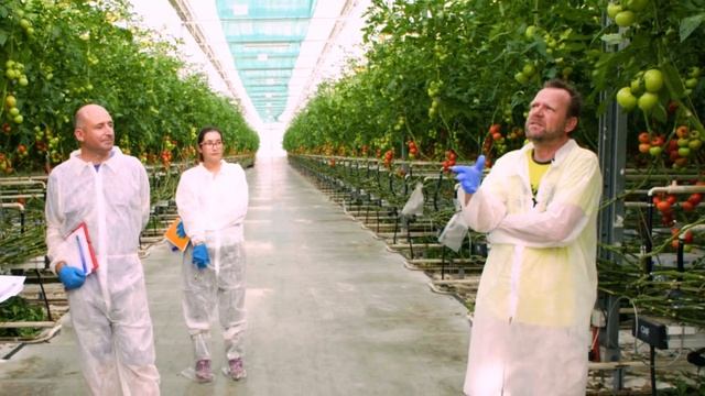 Tomate hors-sol : conseil technique d’expert et accompagnement смотреть онлайн