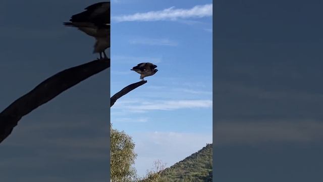 The Falcon escaped смотреть онлайн