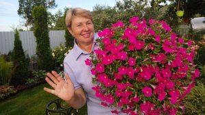 ПЕТУНИЯ- 90 дней непрерывного цветения. Поддержим цветение еще на месяц