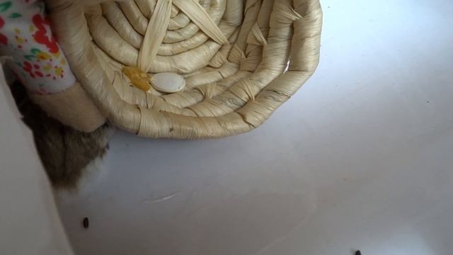 ХОМЯК В ПОЛОСЕ ПРЕПЯТСТВИЙ! [1 ЧАСТЬ] смотреть онлайн