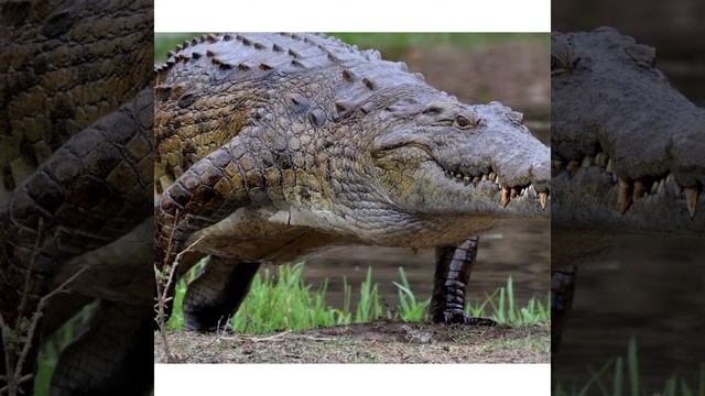 Animal with the strongest bite force.4000 psi more than a lion смотреть онлайн