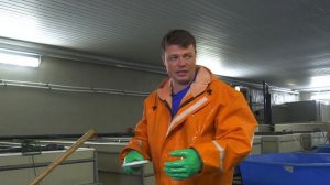Филешка - Выпуск 4 После зимы, взвешиваем и делаем УЗИ