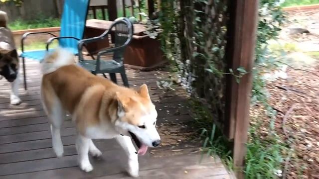 Ari and Ramen Slow-mo chase смотреть онлайн