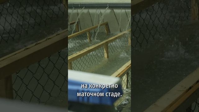 Получение Черной икры s2 смотреть онлайн