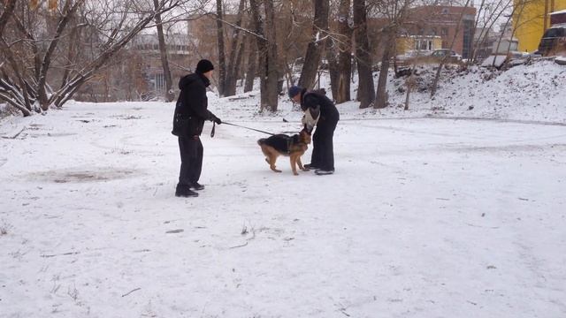 Дрессируем "взять" 2 смотреть онлайн