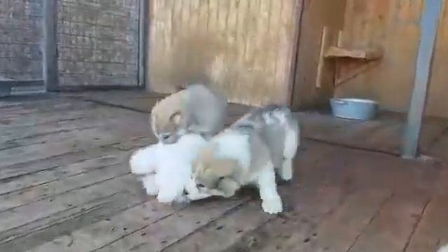 Щенки алабая - САО - 20.10.2019 из Белого Лекаря - http://beliy-lekar.ru/ смотреть онлайн