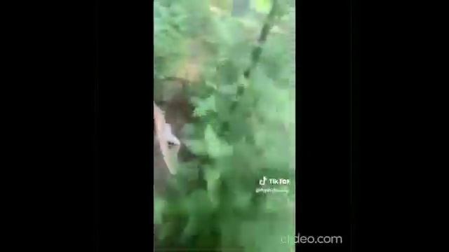 Goat Ride Aashu Singh смотреть онлайн