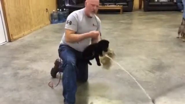 Shocking Powerful German Shepherd Puppy "Tara" 6 Wks Old Dog For Sale смотреть онлайн