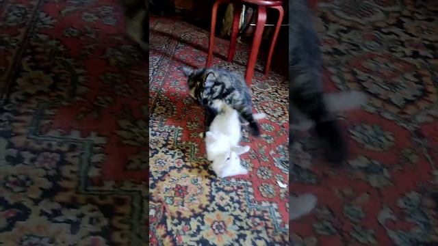 котята 30.04.24