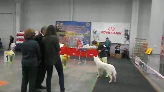 Паппельпарк Грация 10.03.2018 Выставка собак всех пород г. Новосибирск смотреть онлайн