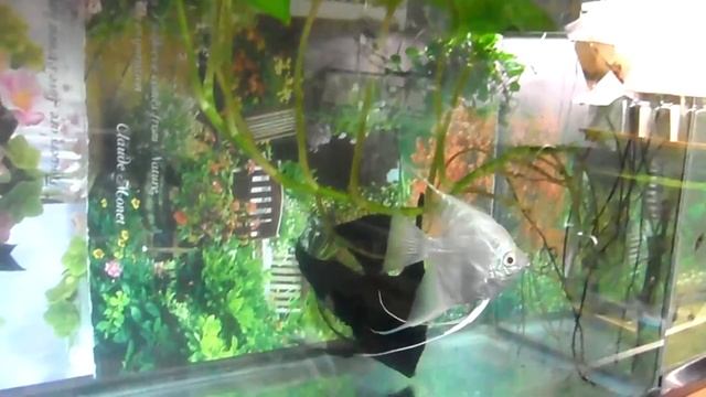 My Angelfish смотреть онлайн