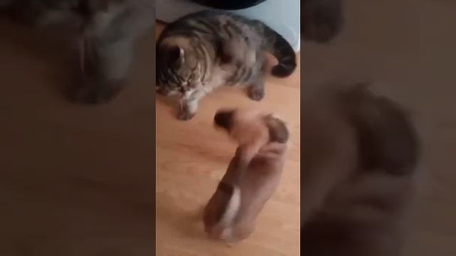 ПРОСТО ШОК😱😱😱ЗАЧЕМ ОНА ТАК ДЕЛАЕТ??? смотреть онлайн