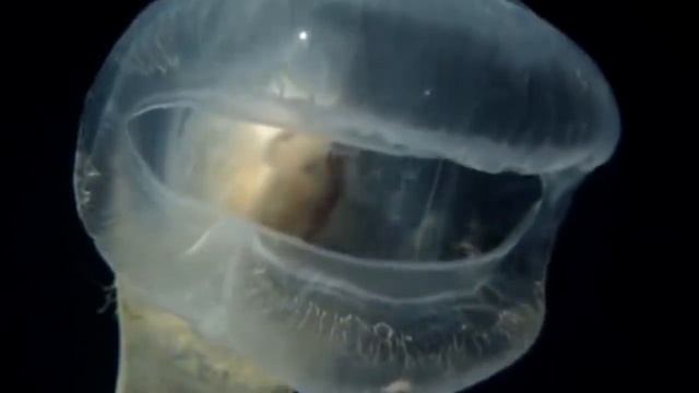 11 Самых Удивительных Обитателей Марианской Впадины