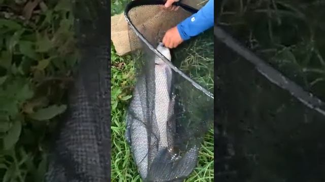Cần thủ báo cá #fishing #câucá #fish #fishinglife #cầnthủ #cauca #lure #gofishing #carpfishing смотреть онлайн