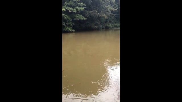 Carp Fishing with Max Kinghorn смотреть онлайн