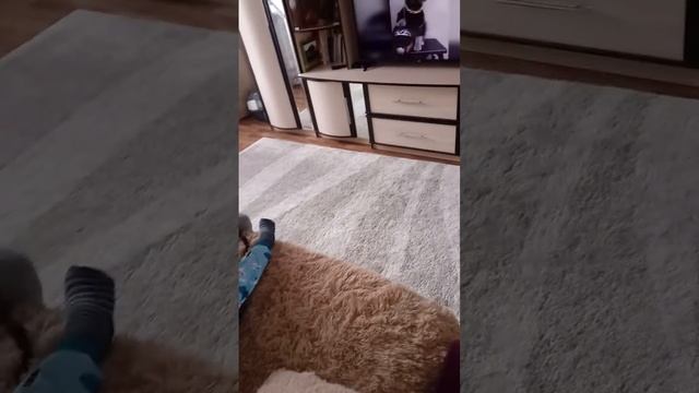 Очень смешное видео собака лает на котов в телевизоре смотреть онлайн