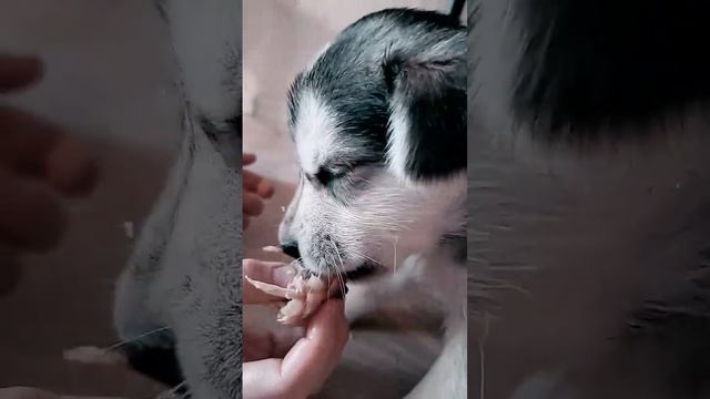 #dog, #другсемьи, #вкуснятина #нямням #вкусно #я #щенок #щенки #пёсиклайки #песик #хаски #спаниель смотреть онлайн