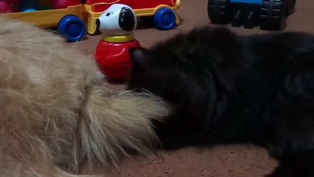 Шуш играет с хвостом Ирмы смотреть онлайн