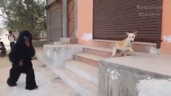 Очень смешной пранк над собаками.