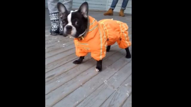 The overalls "Happy Dog City" (Russia) for the French bulldog. смотреть онлайн