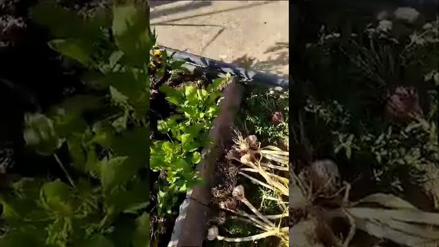 Петмат посадка чеснока целыми головками смотреть онлайн