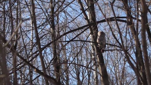 Филин смотреть онлайн