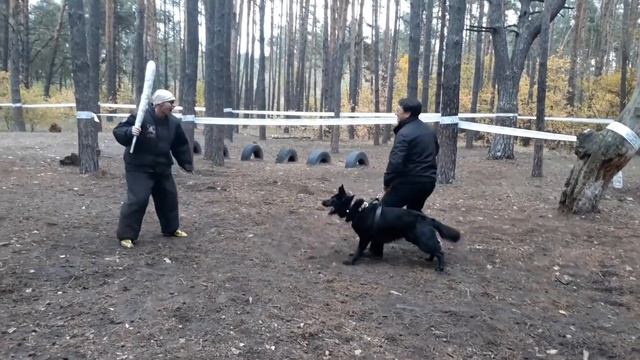 ZAVS LAST HATHY. Кубок "Собак-героев" 2020 по программе "Відсіч смотреть онлайн