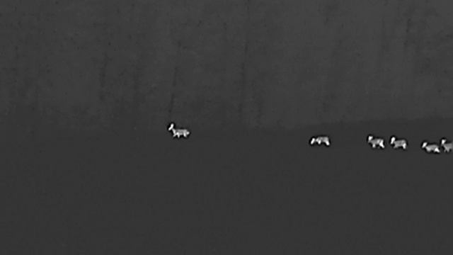 Косули переход смотреть онлайн