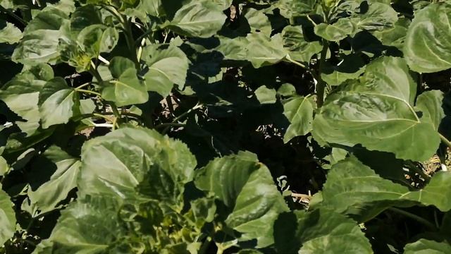 соняшник Алькантара сінгента смотреть онлайн