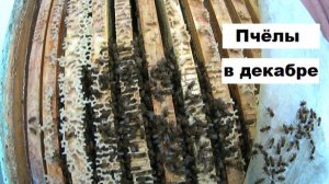 Пасека в конце декабря.